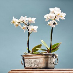 Capri Flower Holder - 9.5 см  x 18 см Width  