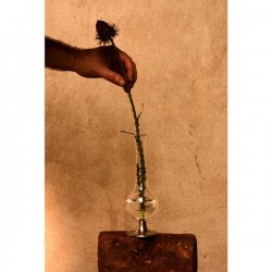 Murano Bud Vase - 20 см 